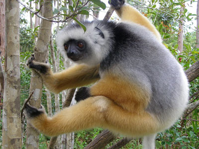 lemur