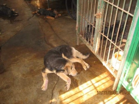 Orca Belgrade 6 Orca Belgrade 6