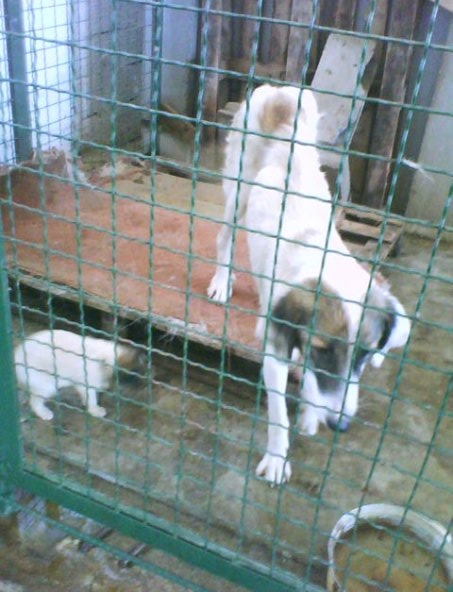 vardariste4 vardariste4