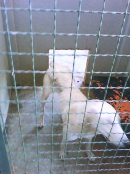 vardariste5 vardariste5