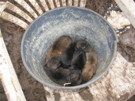 bucketpups3