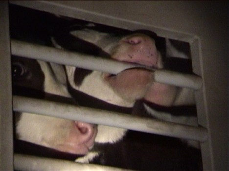 CEEC 2002-3 trans invest_Po Calves 1