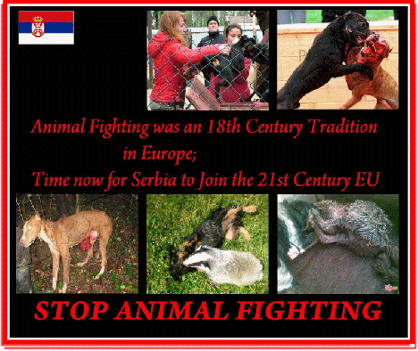 fighting flip.jpg fighting flip.jpg