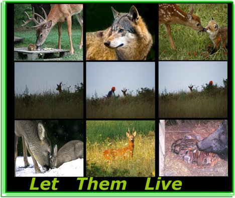 let live.jpg let live.jpg