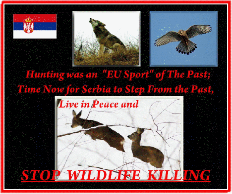 swk flip.jpg swk flip.jpg