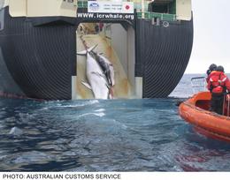 whaling_japan_australian_customs@body