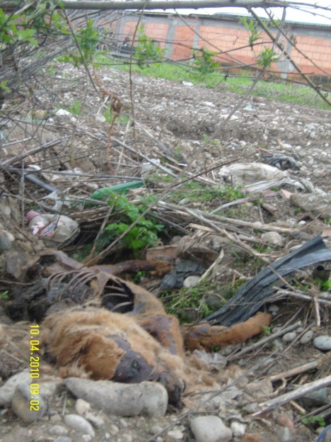 SAMSUNG DIGITAL CAMERA