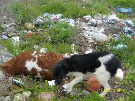 SAMSUNG DIGITAL CAMERA