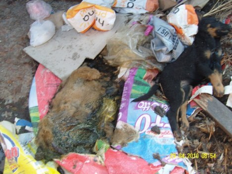 SAMSUNG DIGITAL CAMERA