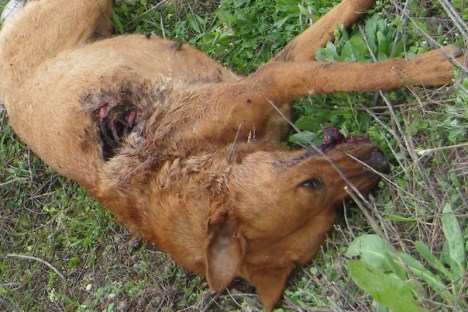 SAMSUNG DIGITAL CAMERA