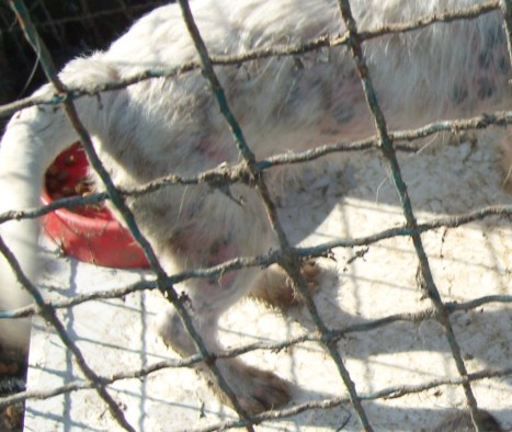 SAMSUNG DIGITAL CAMERA