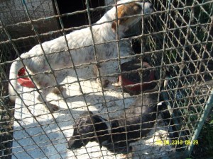 SAMSUNG DIGITAL CAMERA