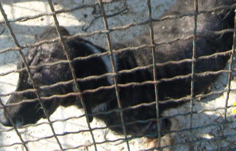 SAMSUNG DIGITAL CAMERA