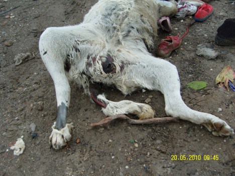 SAMSUNG DIGITAL CAMERA