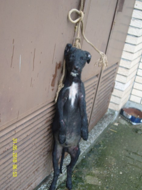 SAMSUNG DIGITAL CAMERA