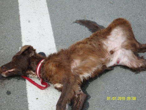 SAMSUNG DIGITAL CAMERA