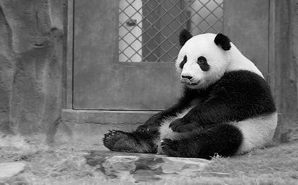 panda dead