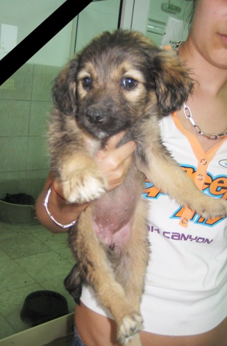 pup bogrov skinned alive