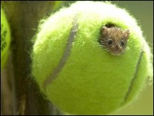 Tennis Mouse Ahhh