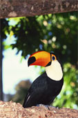 Toucan Brazil