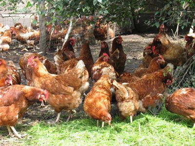 free rangs hens