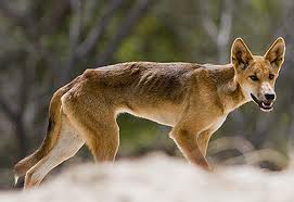 Starved dingo pup Fraser Island
