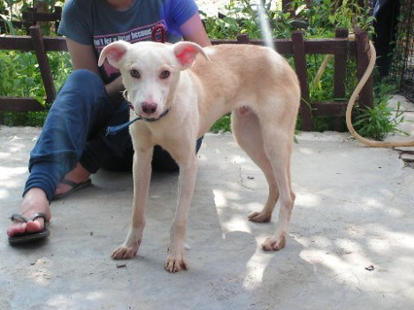 KONICA MINOLTA DIGITAL CAMERA