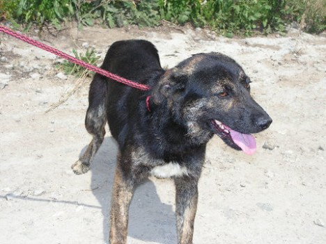 KONICA MINOLTA DIGITAL CAMERA