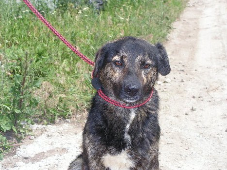 KONICA MINOLTA DIGITAL CAMERA