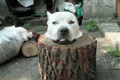 Serbia dog severed head