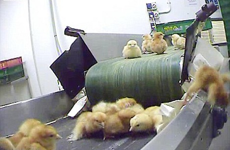 Covert filming at egg hatchery