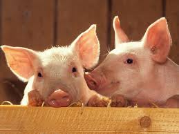 piglets