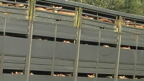 SANYO DIGITAL CAMERA