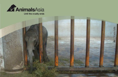 Animals Asia Elephants