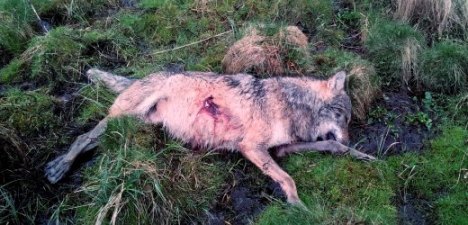 Wolf im Westerwald erschossen
