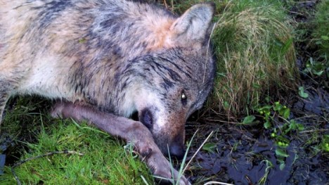 Germany dead wolf