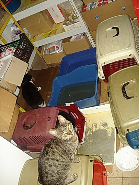 DSC05611_resize - BEOGRADJANKA