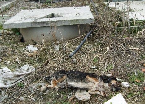 SAMSUNG DIGITAL CAMERA