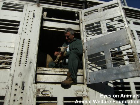 04.11.2012_TR_LYM 532_Transkavic_PragnantSheep  (69)