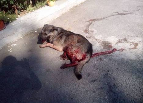 Bosnia sterlilisation 2