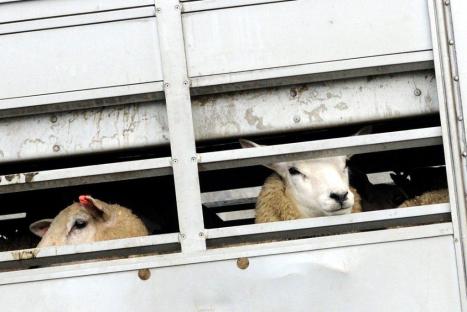 0ValCameron4391_080812