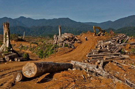 logging