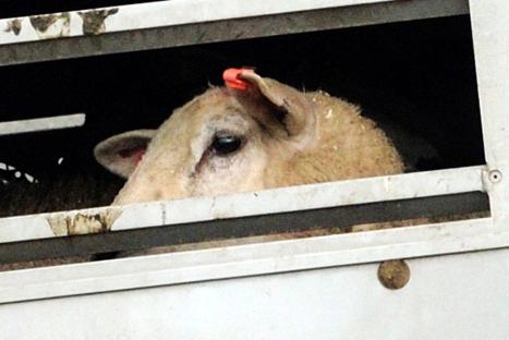 ValCameron43910-_080812 (1)