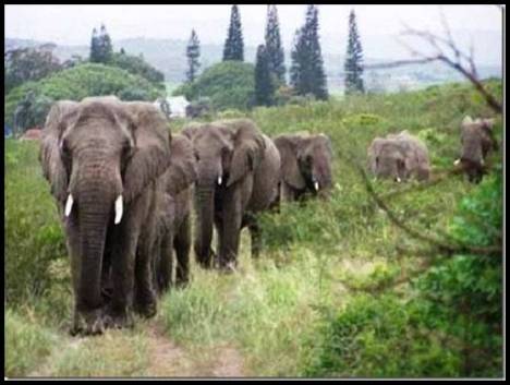 elephants-and-Larry-death