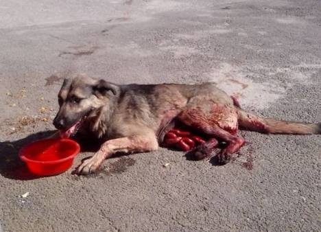 Bosnia sterilisation