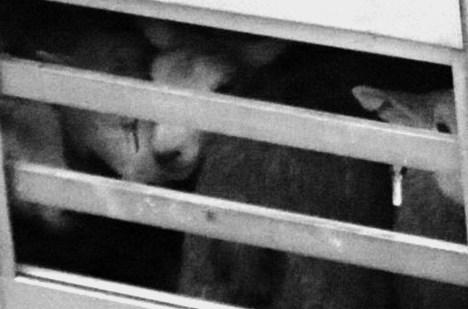 ValCameron141113_0019 _11,