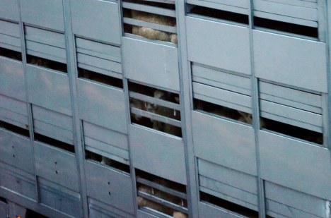 ValCameron141113_0020 _8