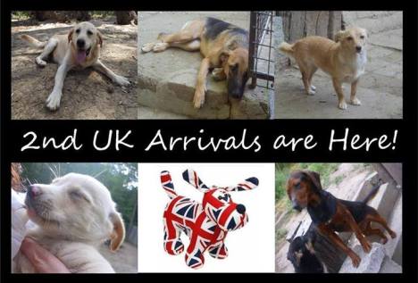 Pozega 2nd UK arrivals