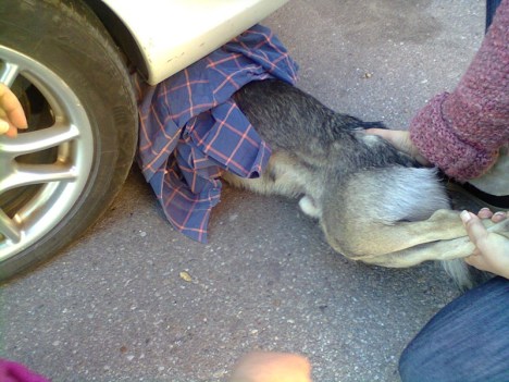 romania stray dog run over