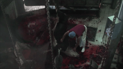 EoA Turkish slaughterhouse Dec 13